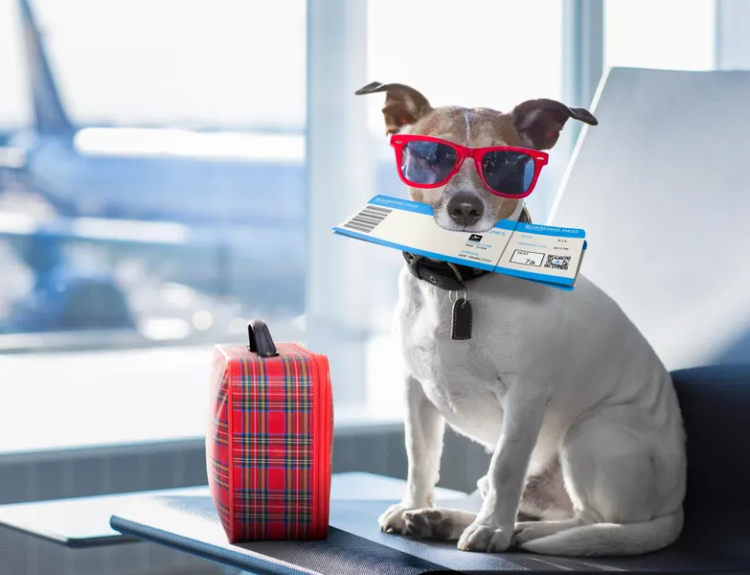 Tips for traveling with pets on international flights